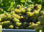 benne-vendanges