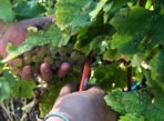 vendanges-manuelles-blancs-2020