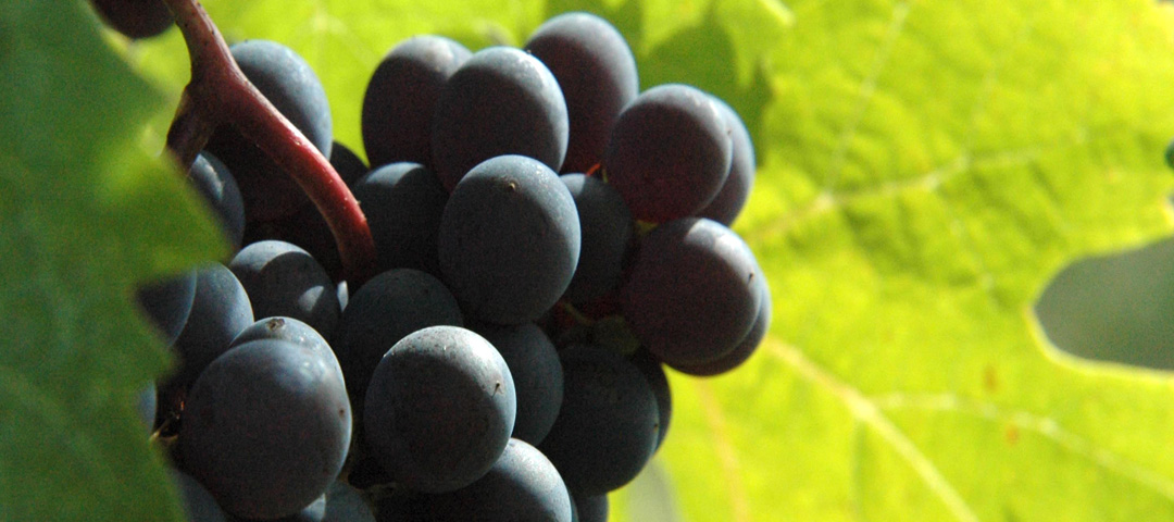 Domaine du Siorac