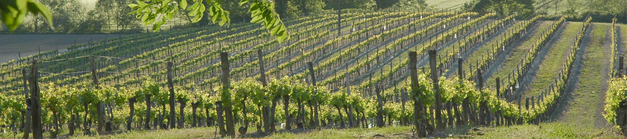 Vigneron, créateur de paysage