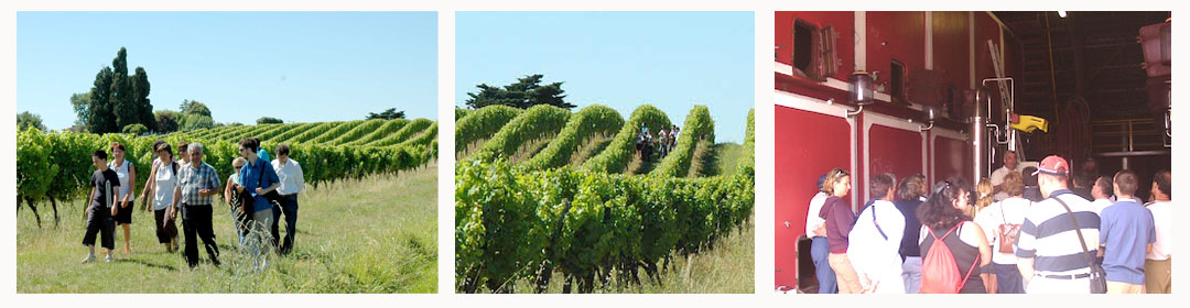 vigne vin decouverte visite