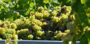 vendanges dans les bennes lors des récoltes de raisins blancs
