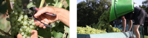 Récolte du Verjus du Siorac Le verjus du Siorac est issu de raisins récoltés avant méturité