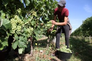 vendanges-manuelles