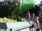 Vendanges verjus