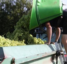 Vendanges verjus