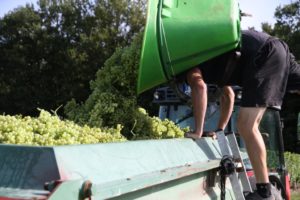Vendanges verjus